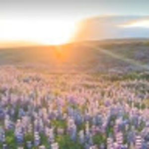 Meet your Posher, Miranda